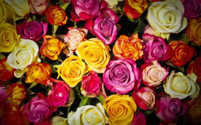 Pour l’amour d’une rose, le jardinier est le serviteur de mille épines…