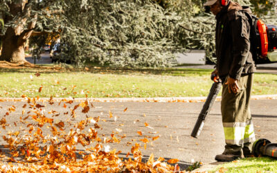 L’automne et ses tapis de feuilles : entretenir son jardin sans effort